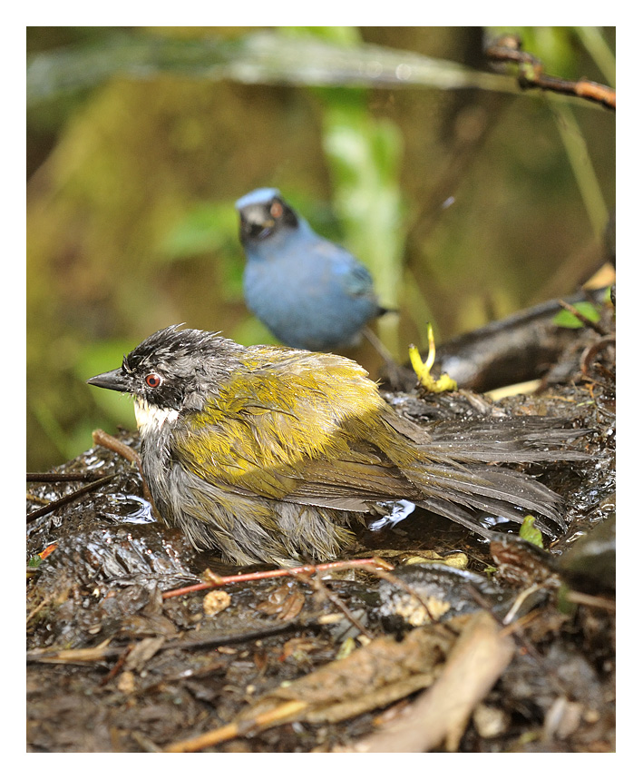 Buarremon torquatus