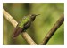 kolibřík dřišťálový 03
